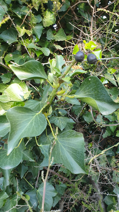 Annexe Photo de lierre avec fruit.jpg