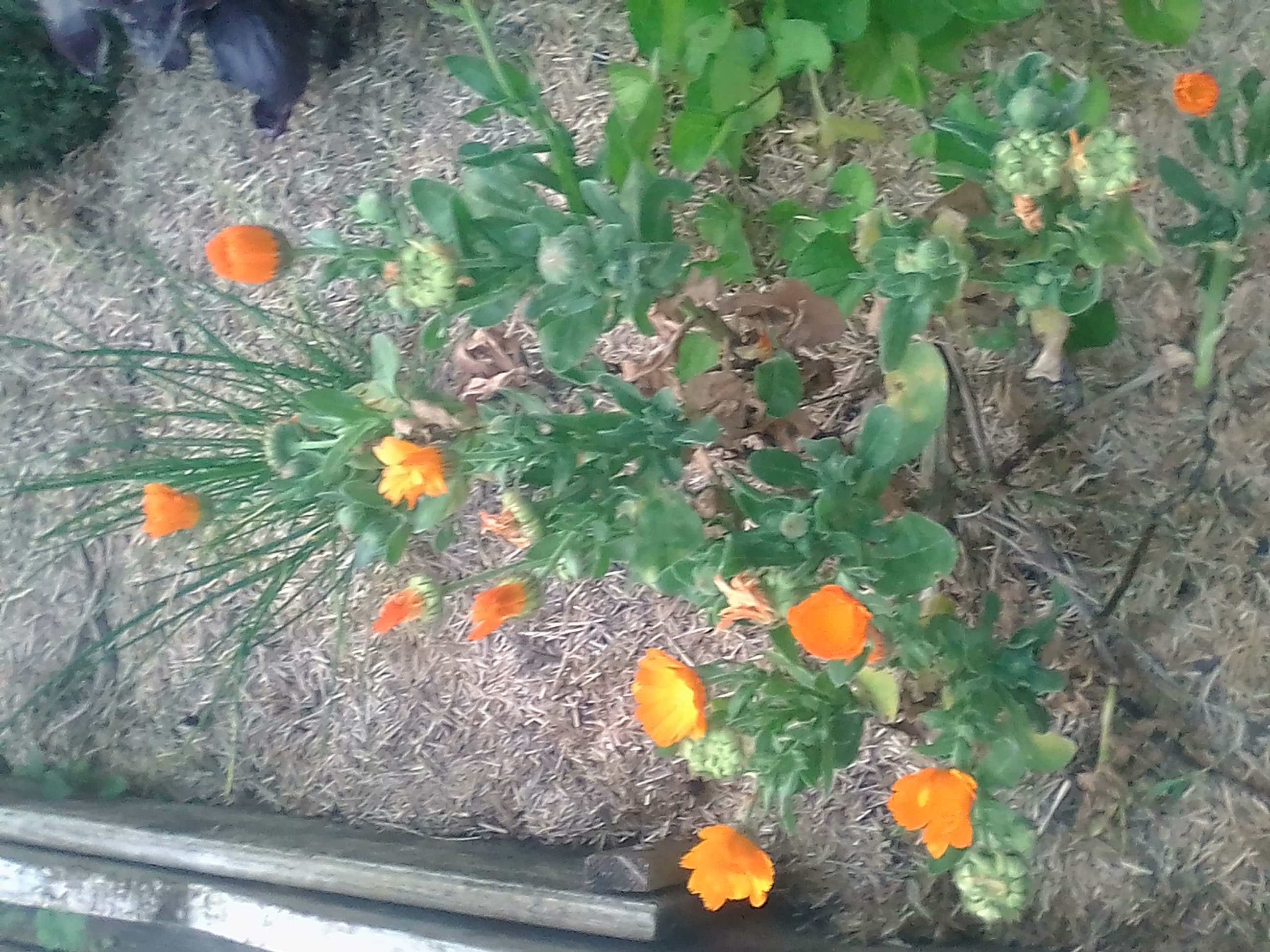 Annexe IMG_20200409_202135-min.jpg