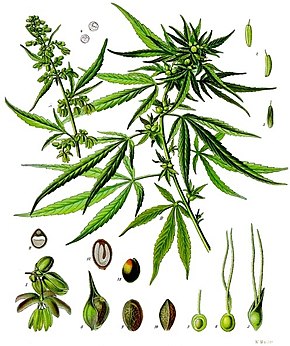 Annexe 290px-Cannabis_sativa_-_Köhler–s_Medizinal-Pflanzen-026.jpg