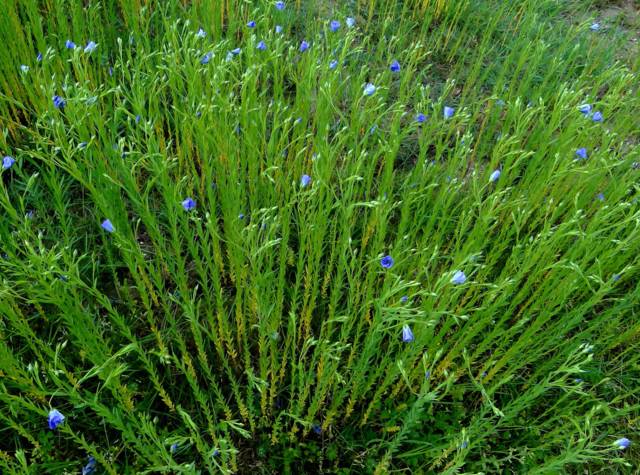 Annexe lin-cultive.jpg