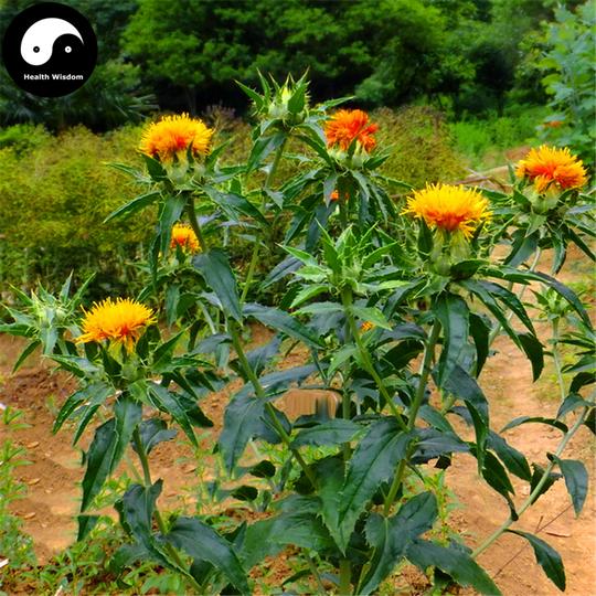 Annexe carthamus tinctorius.jpg