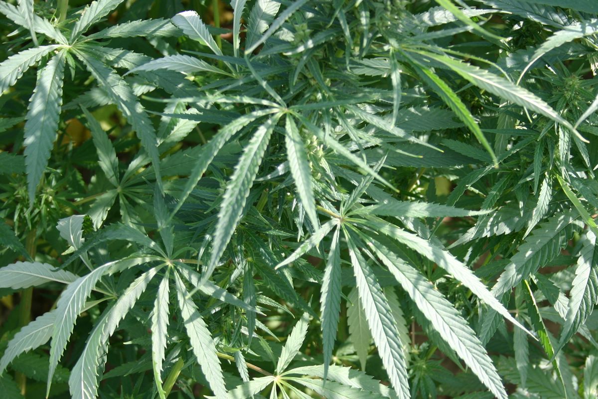 Annexe chanvre-textile-gnis-julien-greffier.jpg