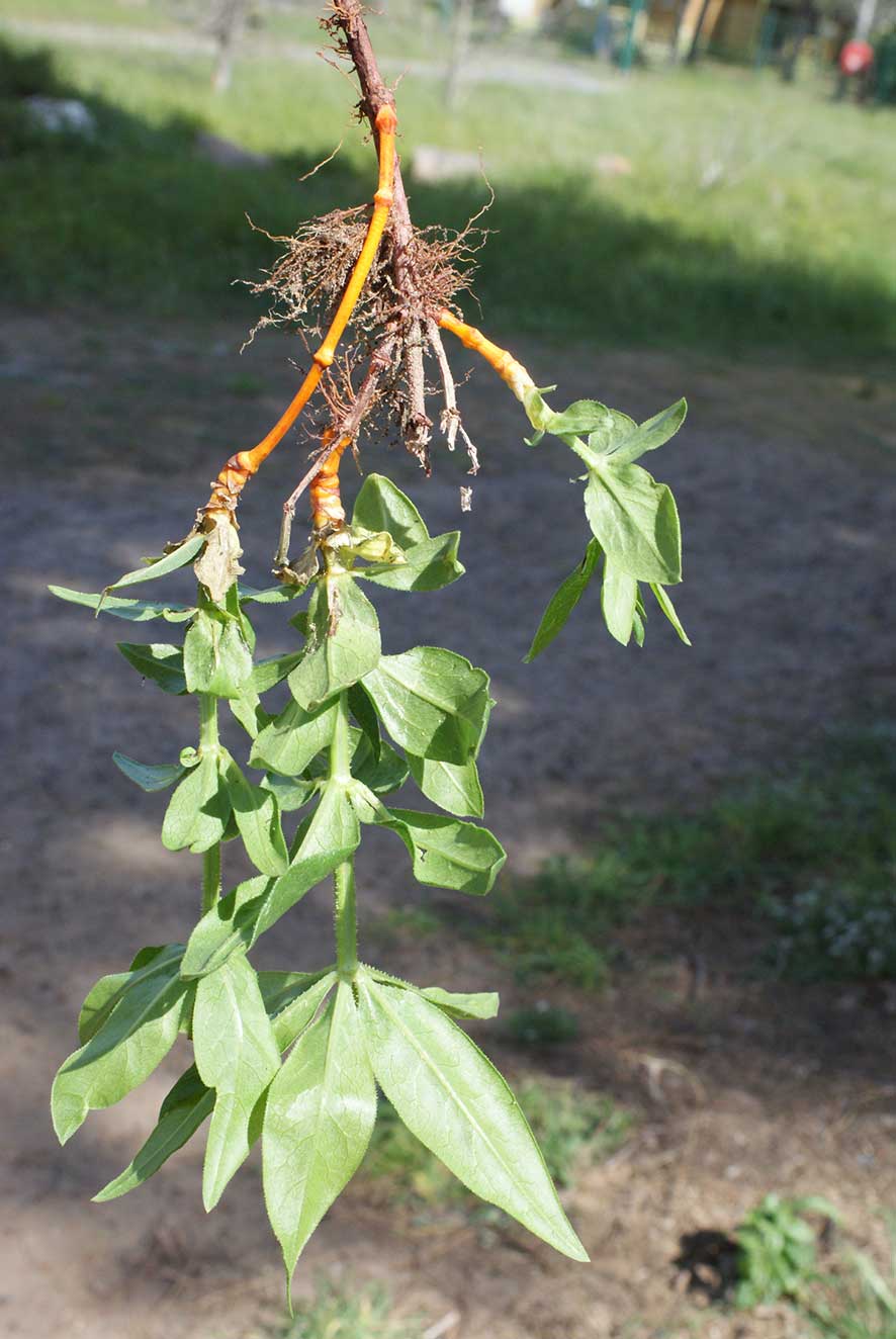 Annexe Racine de garance (cf eflore).jpg