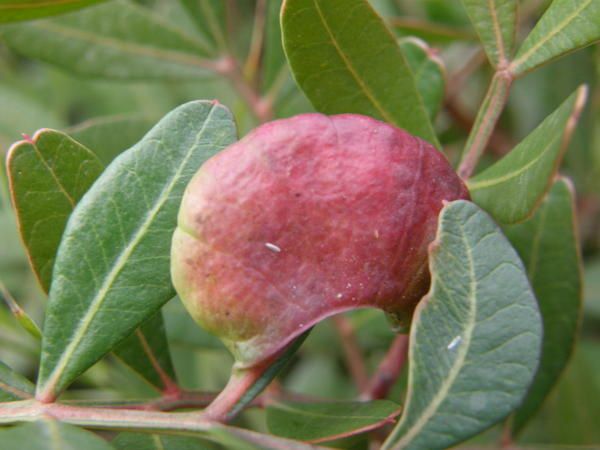 Annexe Galle-sur-pistachier-lentisque.jpg