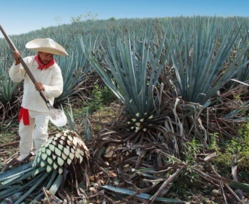 Annexe IMG_8248 (1).jpg