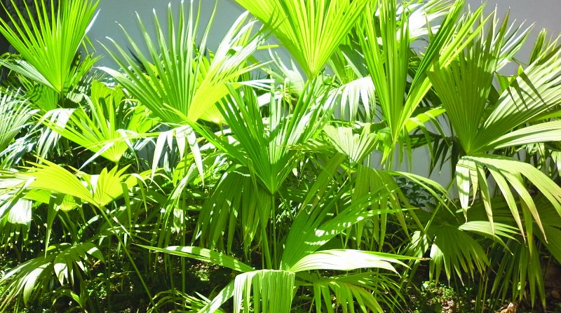 Annexe Carludovica_Palmata.jpg