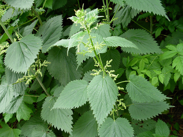 Annexe urtica-dioica.jpg