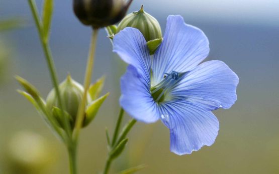 Annexe LinumusitatissimumL.jpg