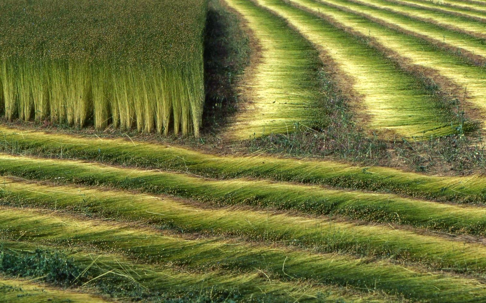 Annexe rouissage.jpg