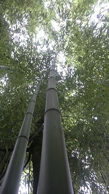 Annexe Bamboo_bambou_bambuseae_phyllostachys_VAN_DEN_HENDE_ALAIN_CC-BY-SA-4_0_210520142095.jpg
