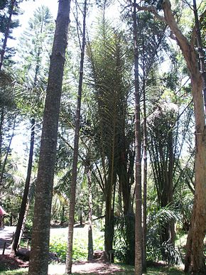 Annexe 290px-Raphia_farinifera.jpg