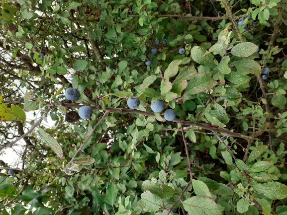 Annexe Prunus Spinosa 0.25MP.jpg