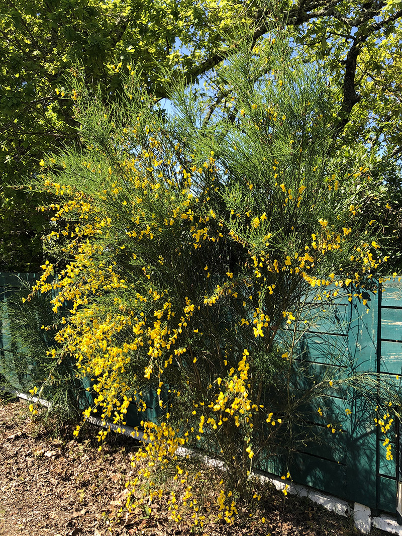 Annexe Cytisus-scoparius-2.jpg
