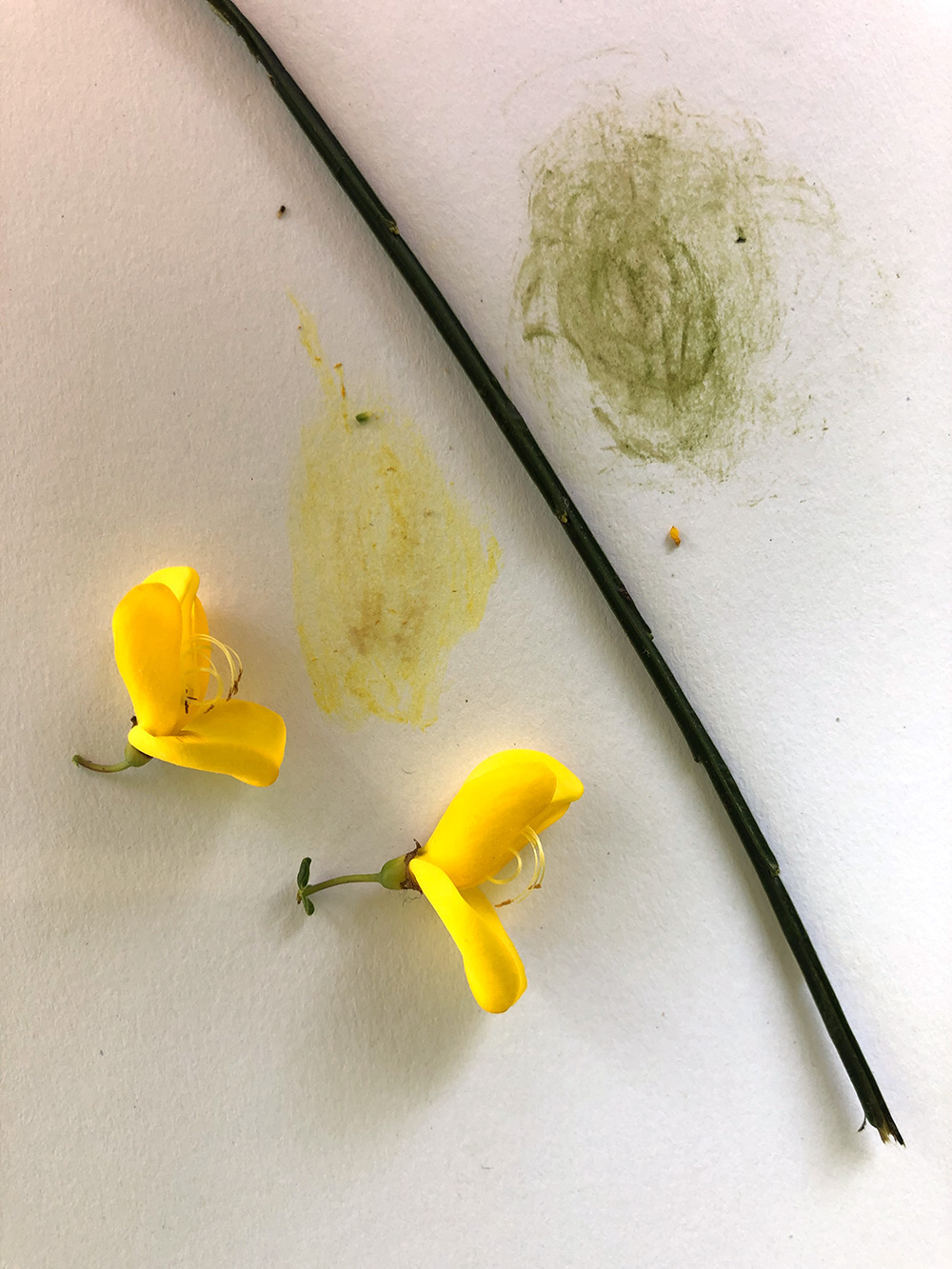 Annexe Cytisus-scoparius-3.jpg