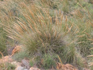 Annexe Stipa_tenacissima_hb.jpg
