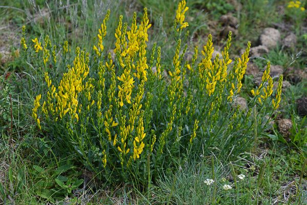 Annexe 3 decrire genettinturier_2.jpg