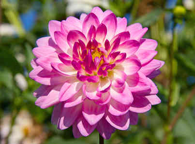 Annexe dahlia-fleur.jpg