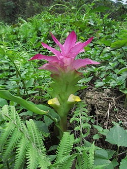 Annexe 250px-Curcuma_aromaticafleur1.jpg