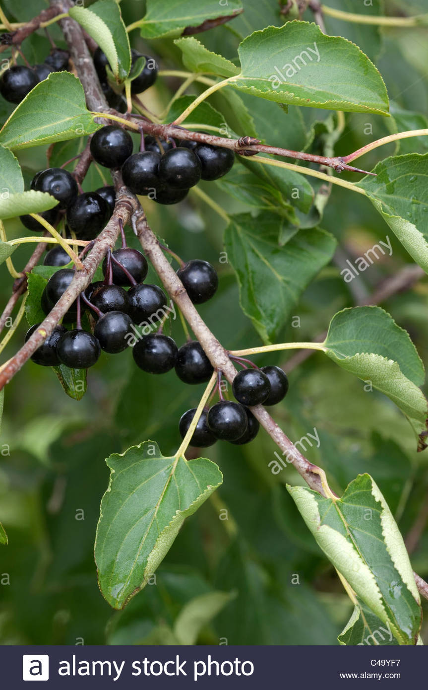 Annexe le-nerprun-cathartique-rhamnus-cathartica-des-rameaux-avec-des-fruits-c49yf7.jpg