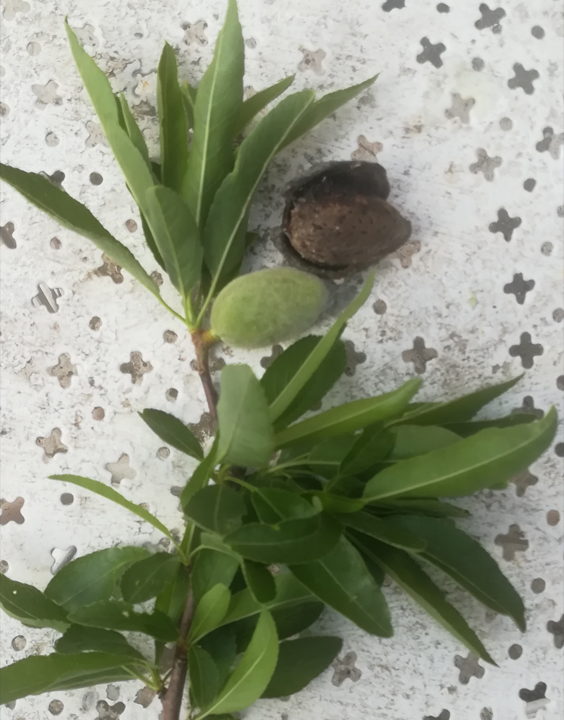 Annexe IMG_20200412_161146.jpg