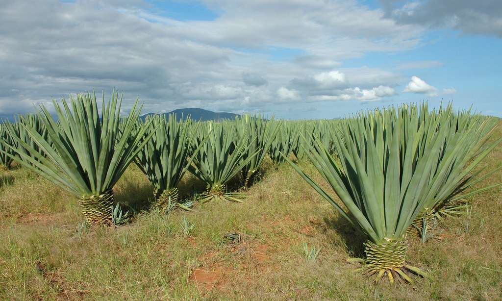 Annexe 84a1f8046f_46265_mada-53.jpg