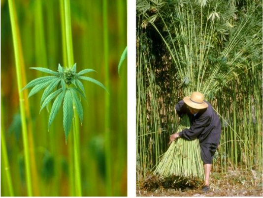 Annexe Capture d’écran 2020-04-12 à 17.52.43.png