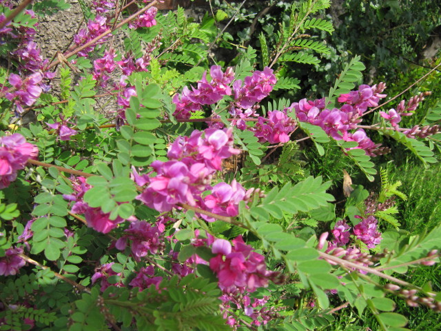 Annexe indigofera-indigotier.jpg