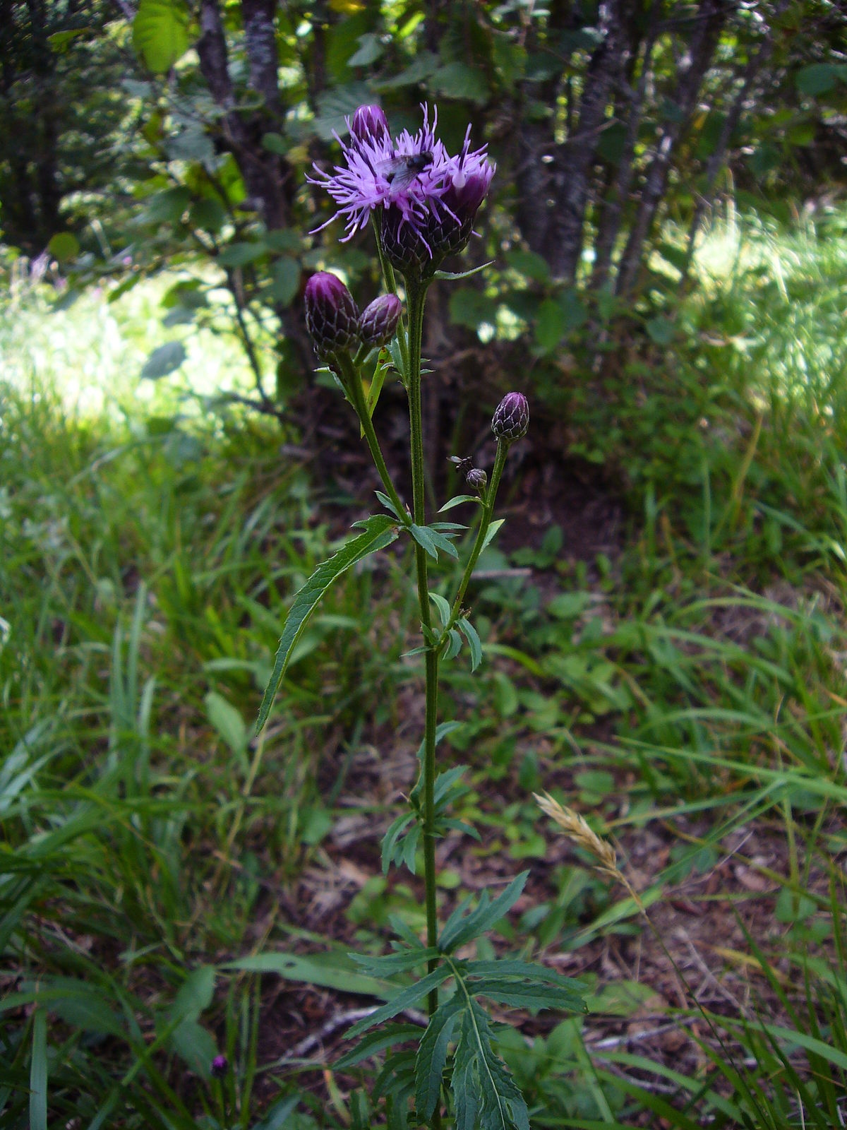 Annexe Serratule des teinturiers.jpg