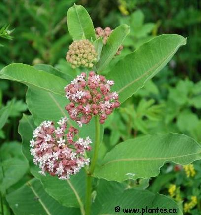 Annexe Asclépiade.jpg