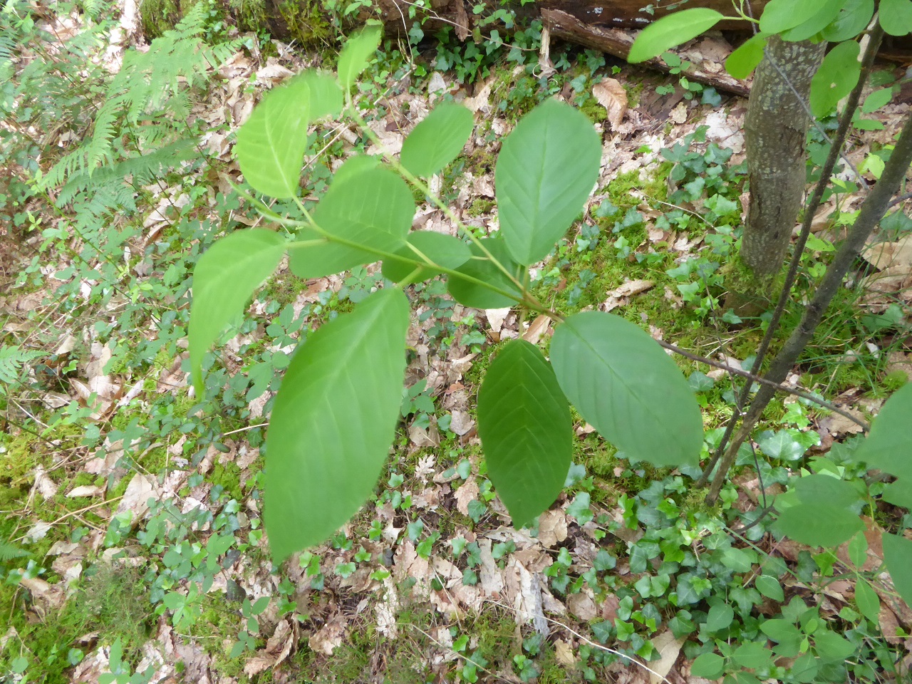 Annexe bourdaine-20160605-Montagrier-chez-Fouret-1-reduit.jpg