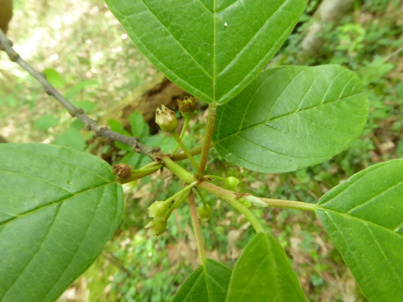 Annexe bourdaine-20160605-Montagrier-chez-Fouret-2-reduit.jpg