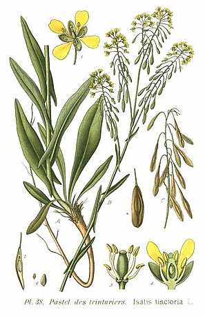 Annexe Pastel des teinturiers.png