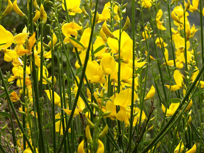 Annexe Genêt dEspagne.jpg