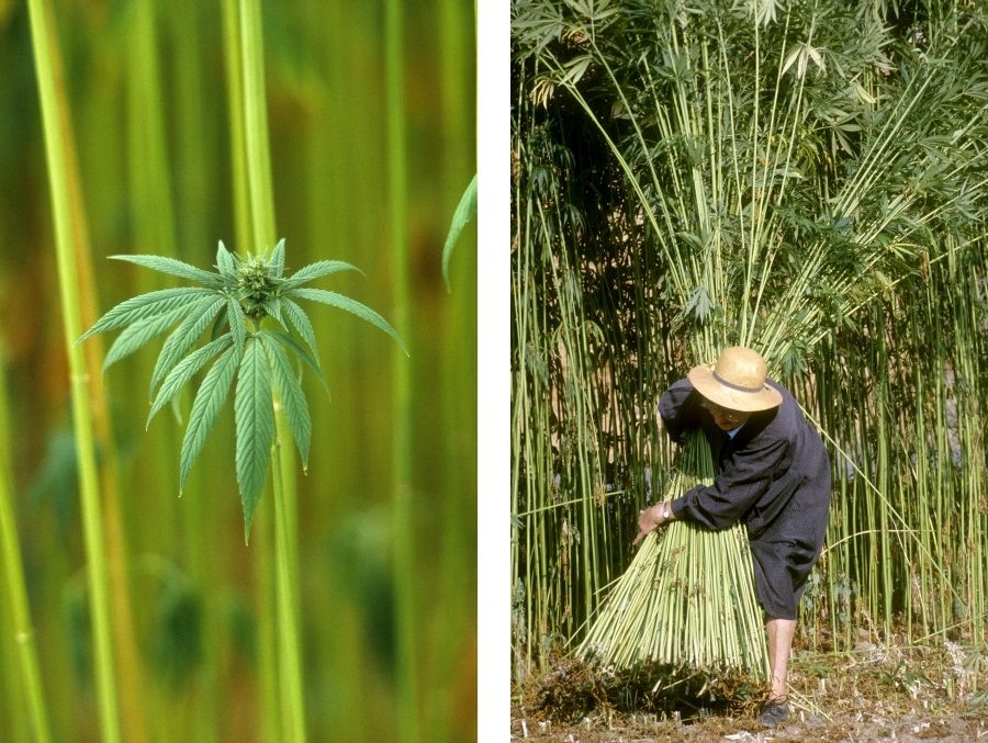 Annexe chanvre_1.jpg