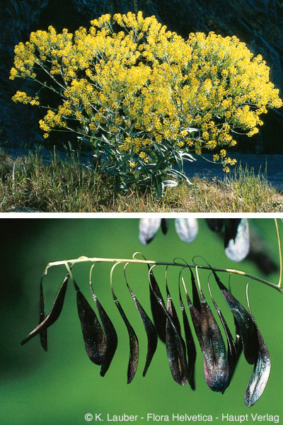 Annexe Isatis tinctoria.jpg