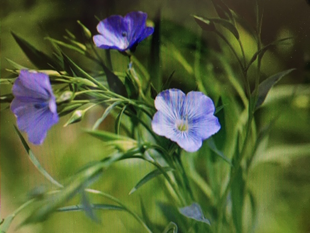 Annexe fleur de lin.JPG