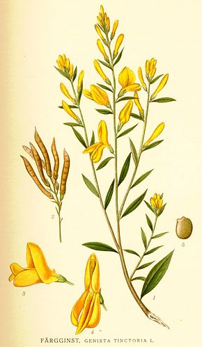 Annexe 290px-Genista_tinctoria.jpg
