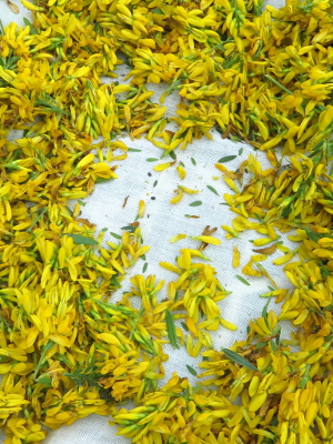 Annexe genet_2_400-50e9c.jpg