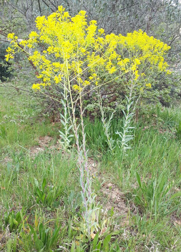 Annexe Pastel des teinturiers.jpg