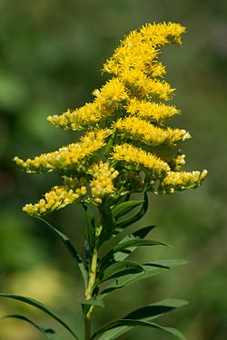 Annexe Solidago_gigantea.jpg