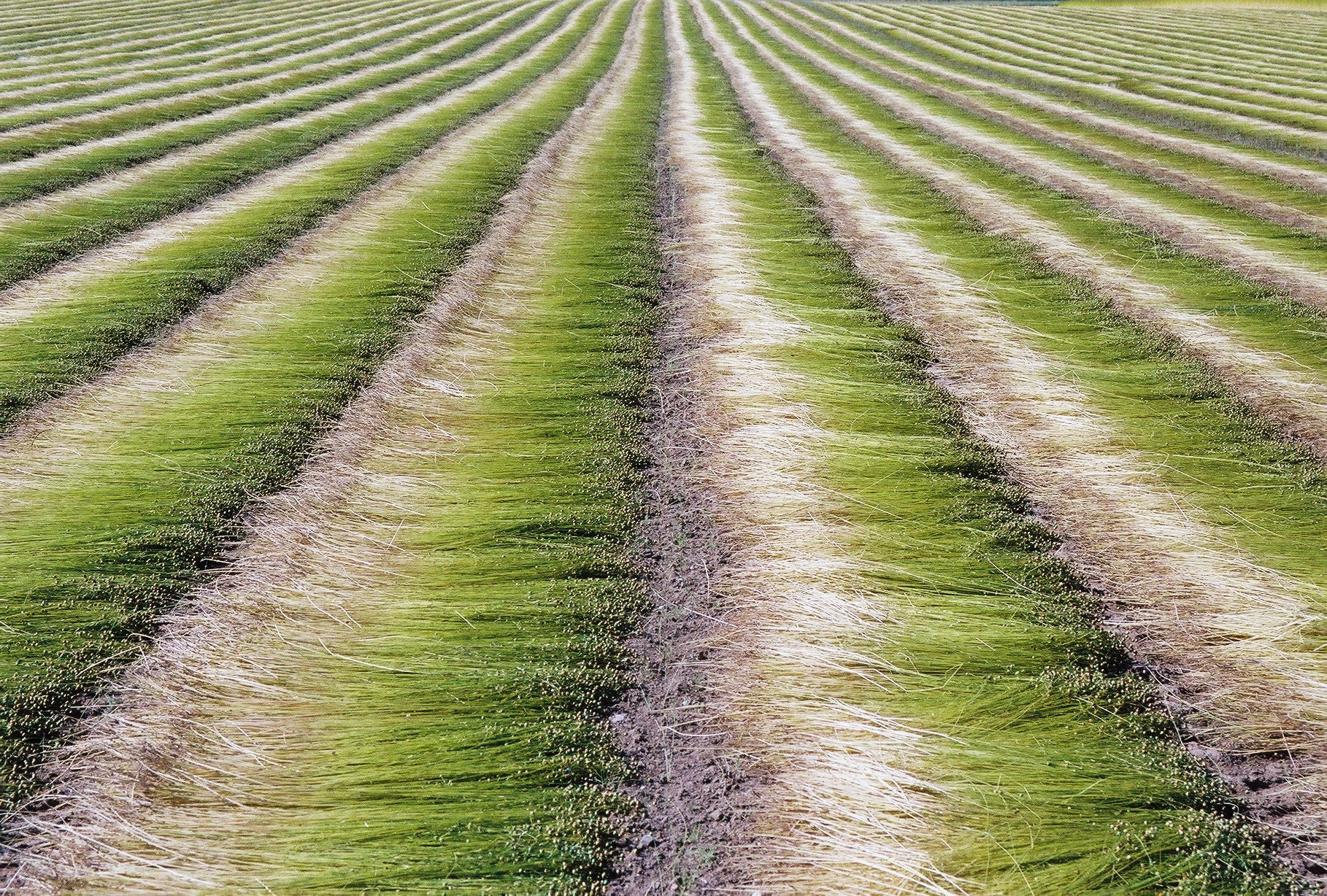 Annexe Tiges_de_lin_fibre_disposées_en_andains,_avant_rouissage..jpg