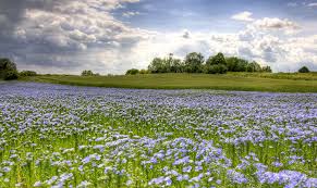 Annexe téléchargé.jpg