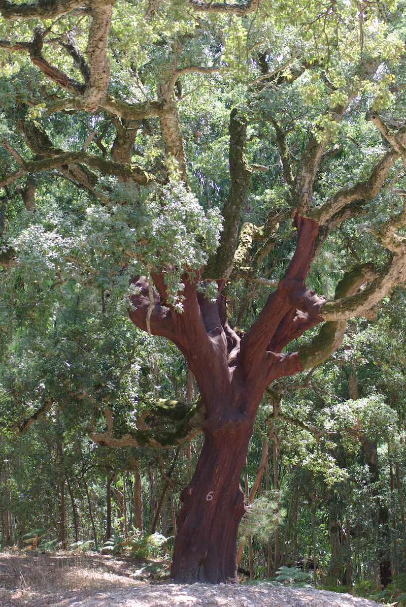 Annexe Portugal_2017_Monchique.jpg