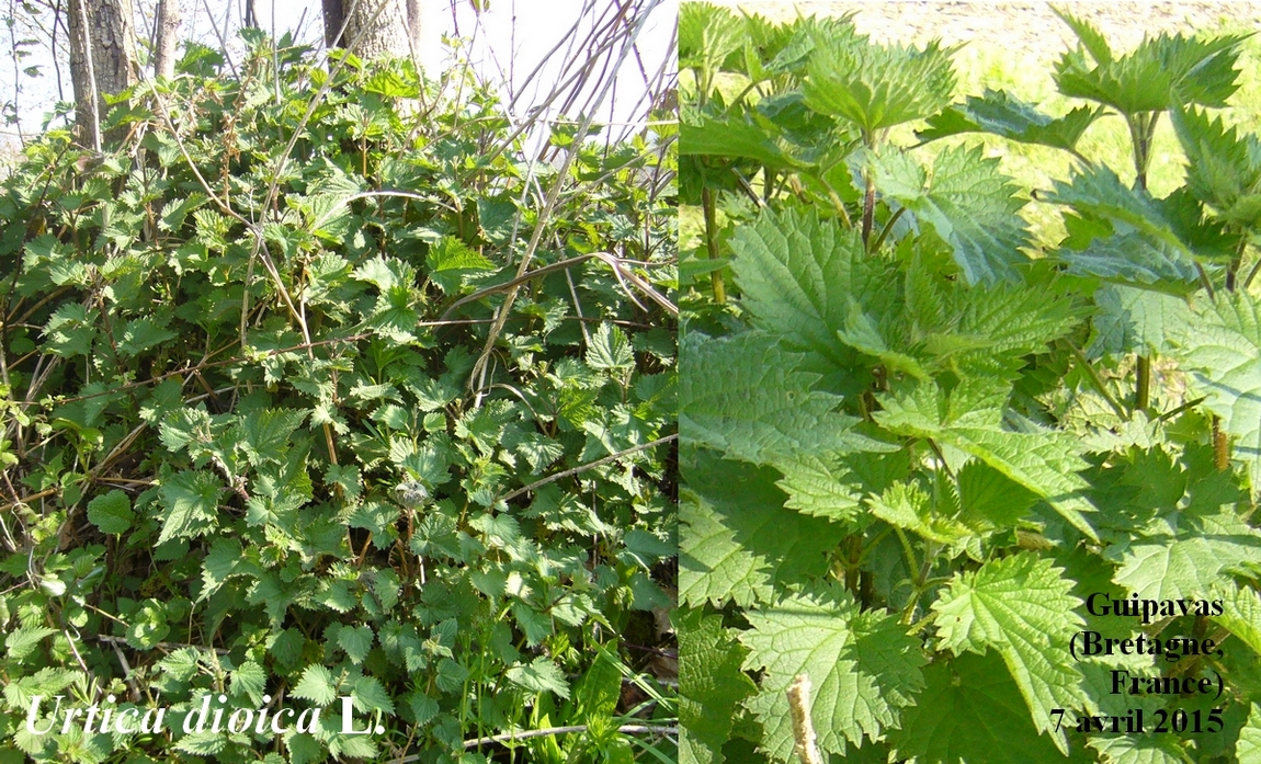 Annexe 1-Ortie-dioique-JLP.jpg