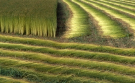 Annexe Rouissage du lin.jpg