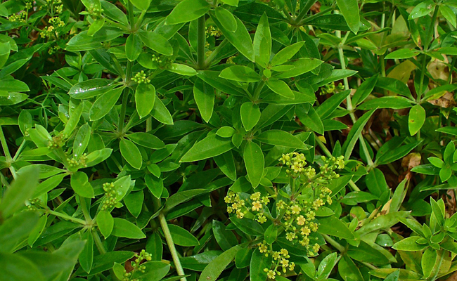 Annexe rubia-tinctorum.jpg