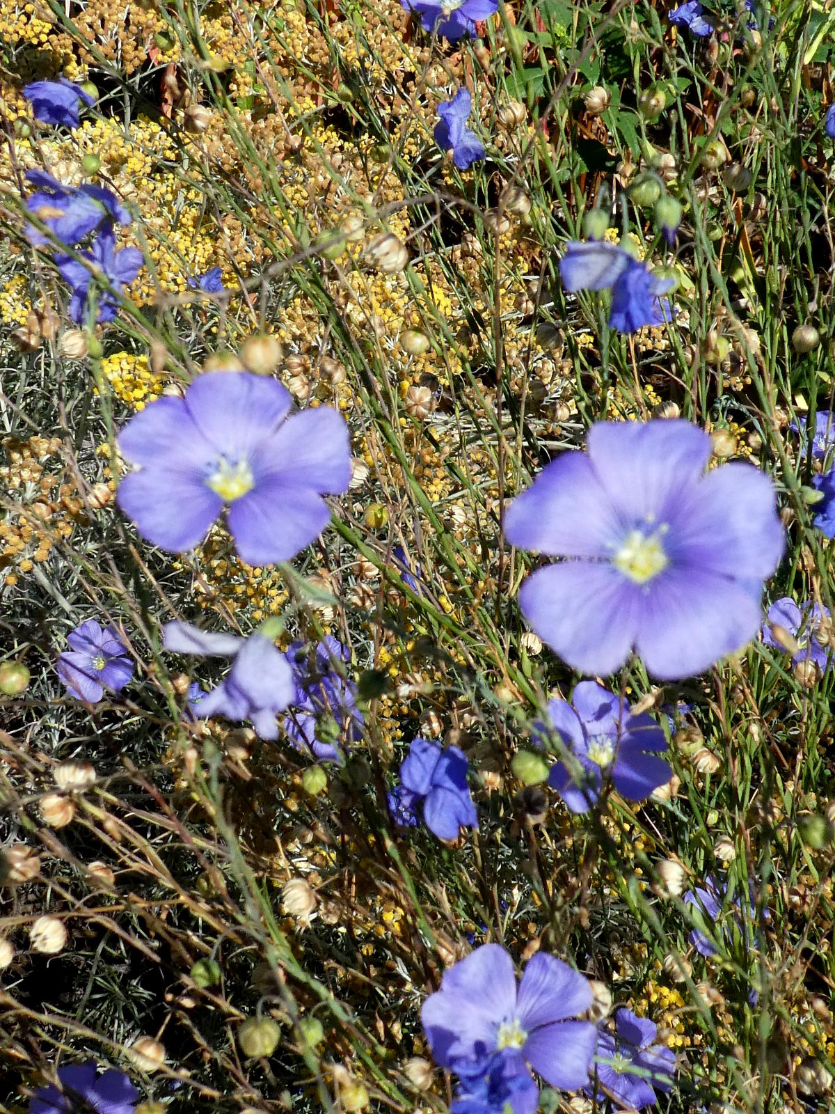 Annexe Linum usitatissimum_KIT_V05-190702 012.JPG