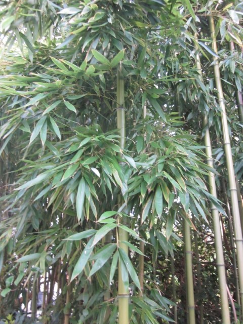 Annexe bambou (Small).JPG