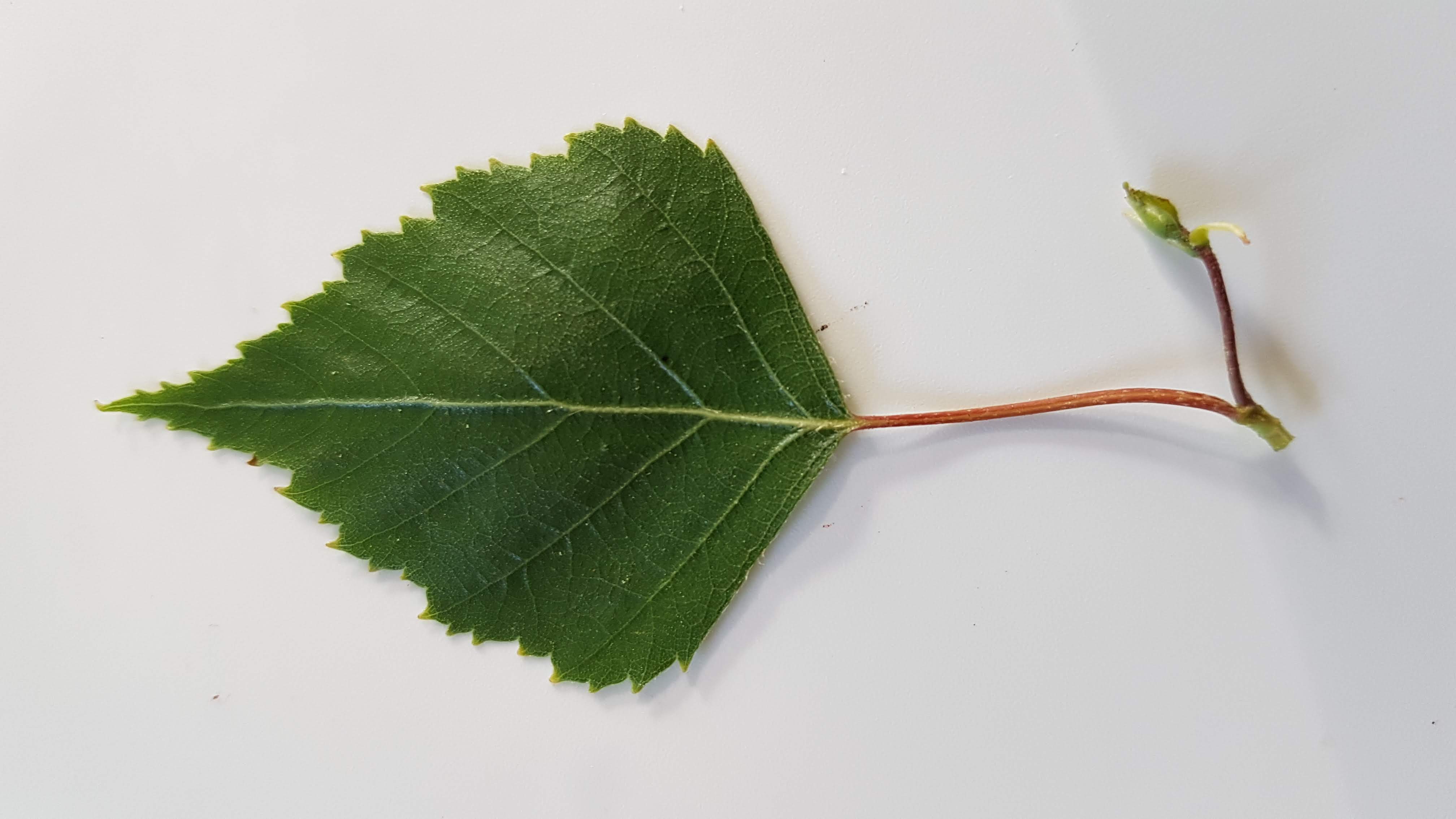 Annexe 20200416_110138.jpg