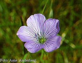 Annexe Fleur de Lin 1.jpg